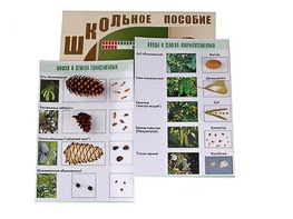 Коллекция "Шишки, плоды, семена деревьев и кустарников" - fgospostavki.ru - Каменск-Уральский