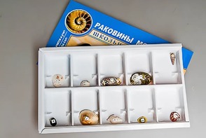 Коллекция "Раковины моллюсков" - fgospostavki.ru - Каменск-Уральский
