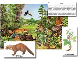 Магнитный плакат-аппликация "Лес: биоразнообразие и взаимосвязи в сообществе" - fgospostavki.ru - Каменск-Уральский