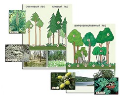Гербарий фотографический "Растительные сообщества. Лес" (раздаточный) - fgospostavki.ru - Каменск-Уральский
