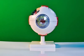 Модель глаза - fgospostavki.ru - Каменск-Уральский