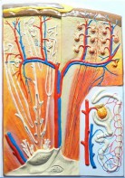 Модель барельефная "Почка" (макро-микростроение) - fgospostavki.ru - Каменск-Уральский