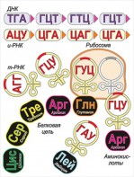 Модель-аппликация Биосинтез белка - fgospostavki.ru - Каменск-Уральский