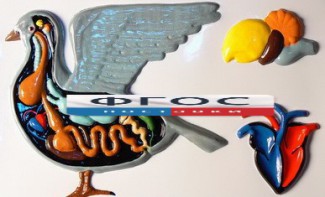 Модель барельефная "Внутреннее строение голубя" - fgospostavki.ru - Каменск-Уральский