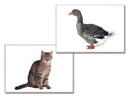 Дидактическое пособие "Домашние животные" (24 карточки) - fgospostavki.ru - Каменск-Уральский