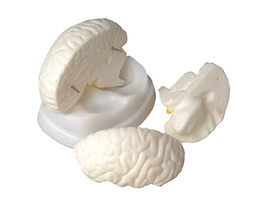 Модель мозга в разрезе - fgospostavki.ru - Каменск-Уральский