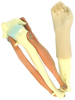 Модель локтевого сустава подвижная - fgospostavki.ru - Каменск-Уральский