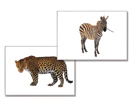 Дидактическое пособие "Дикие животные" - fgospostavki.ru - Каменск-Уральский