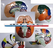 Модель барельефная "Доли, извилины, цитоархитектонические поля головного мозга" (5 планшетов) - fgospostavki.ru - Каменск-Уральский
