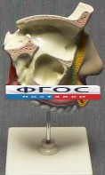 Модель "Разрез носоглотки" - fgospostavki.ru - Каменск-Уральский