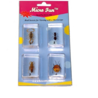 Набор микропрепаратов для стереомикроскопа №14 «Насекомые» - fgospostavki.ru - Каменск-Уральский