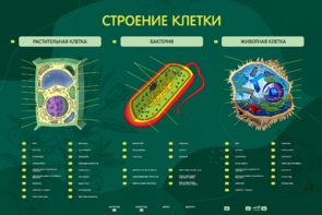 Электрифицированный стенд "Строение клетки" с маркерными полями - fgospostavki.ru - Каменск-Уральский