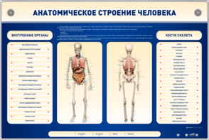 Электрифицированный стенд-тренажер c макетом скелета "Анатомическое строение человека" - fgospostavki.ru - Каменск-Уральский