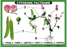 Комплект таблиц "Ознакомление с окружающим миром 1-4 класс" - fgospostavki.ru - Каменск-Уральский