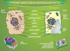 Стенд "Строение животной и растительной клеток" - fgospostavki.ru - Каменск-Уральский