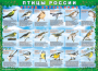 Комплект таблиц "Птицы России (4 листа)" (100х140 сантиметров, винил) - fgospostavki.ru - Каменск-Уральский