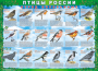 Комплект таблиц "Птицы России (4 листа)" (100х140 сантиметров, винил) - fgospostavki.ru - Каменск-Уральский