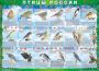 Комплект таблиц "Птицы России (4 листа)" (100х140 сантиметров, винил) - fgospostavki.ru - Каменск-Уральский