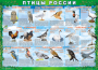 Комплект таблиц "Птицы России (4 листа)" (100х140 сантиметров, винил) - fgospostavki.ru - Каменск-Уральский